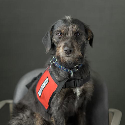 Therapy dog assistance